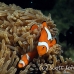 anemonefish_falseclown_nus_h_0705_png1875.jpg